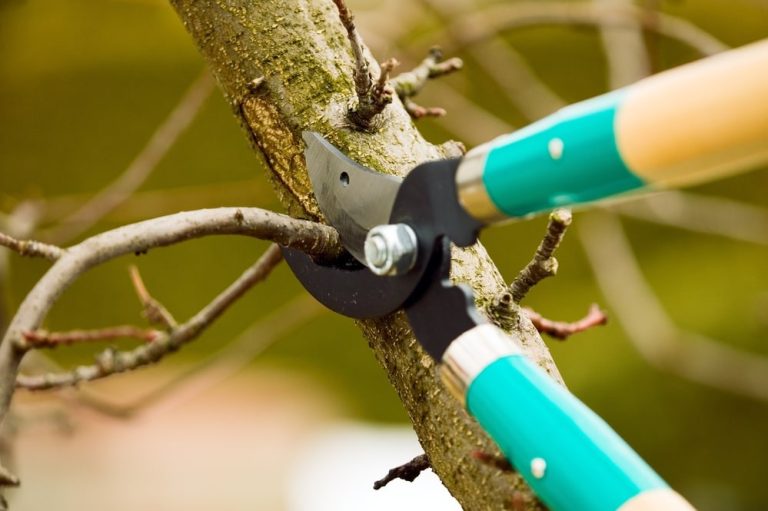 Clear, practical tree care for Elk Grove yards