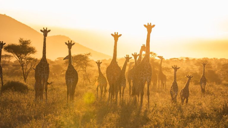 Serengeti Holiday Packages That Deliver Real Wild Magic