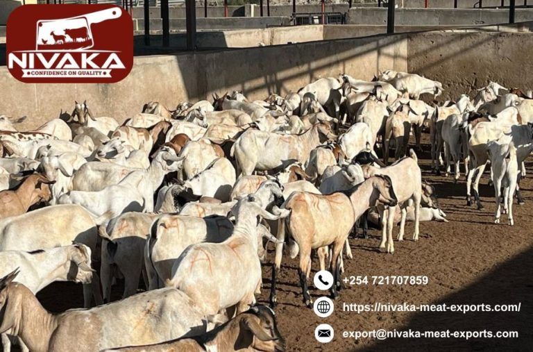 Ethical Kenyan goat meat: sustainable, high-quality and traceable
