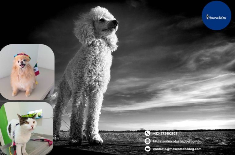 Servicios veterinarios confiables en Leon Guanajuato