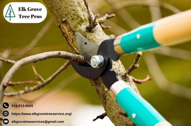 Professional guidance for tree care in Elk Grove