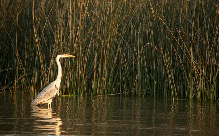 Luxurious escapes for discerning anglers in the Bahamas