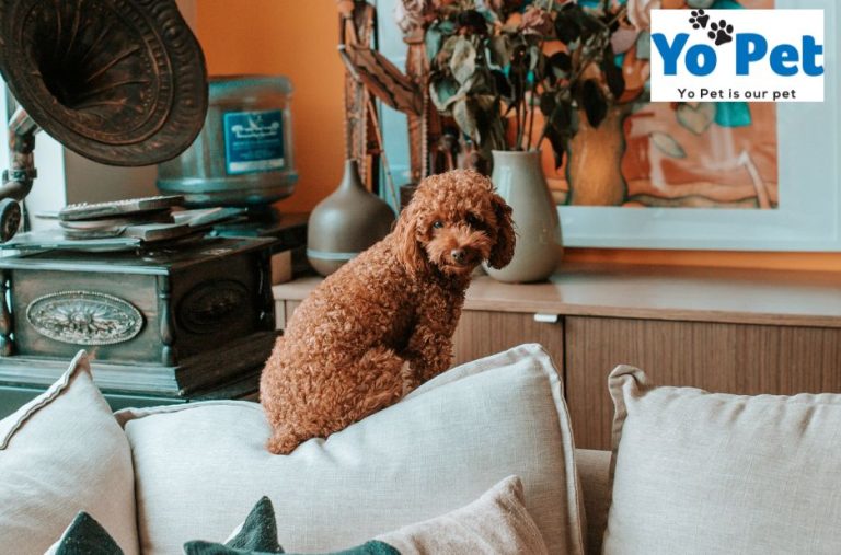 Smart dog toy picks for UK shoppers