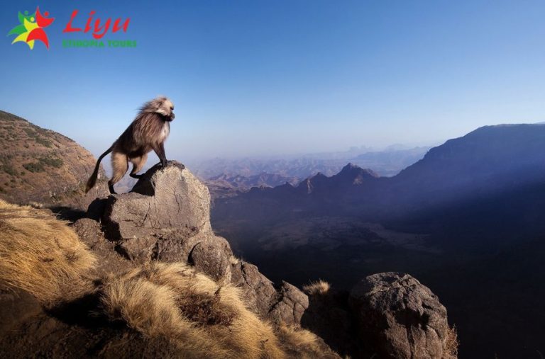 Discover an Ethiopian Adventure Tour Crafted for You