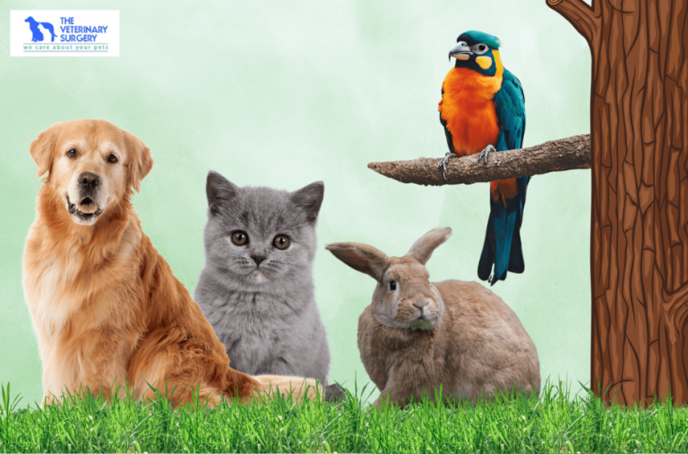 Affordable Vet Care in Qatar: Practical Guide
