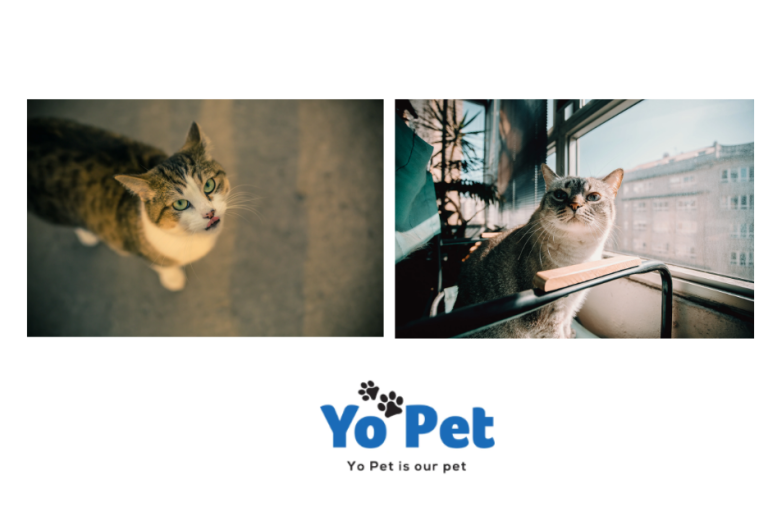 A Practical Guide to Small Pet Comfort and Treats