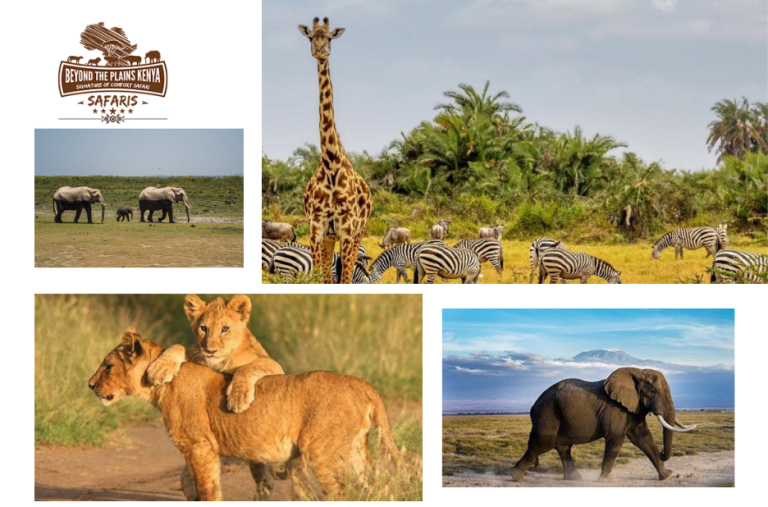 Kenya Safari Adventures: Iconic Wildlife and Culture