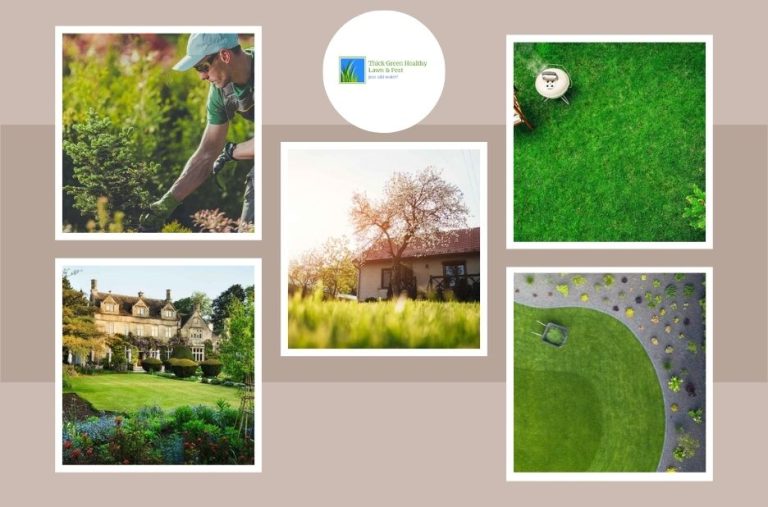 Effective Weed Control Treatments in San Antonio for a Healthier Lawn