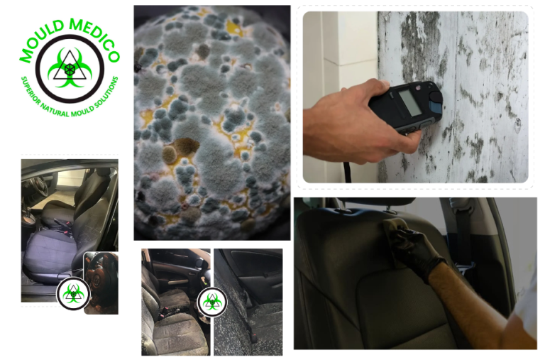 Why Certified Mould Inspection Specialists Noosa Heads Are Essential for Rental Properties