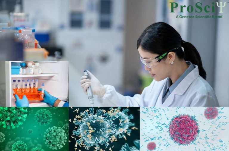 Optimizing Your Western Blot Experience with Buffers and Blocking Steps