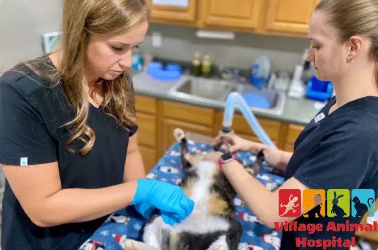 Comprehensive Pet Care at Village Animal Hospital – Trusted Veterinary Services