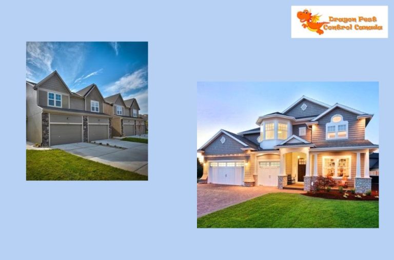 Effective pest solutions in Edmonton for homes and businesses