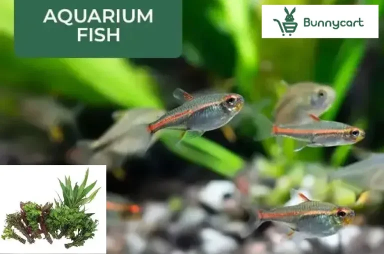Order Aquatic Plants Online for Your Perfect Water Garden Experience Order Aquatic Plants Online for Your Perfect Water Garden Experience
