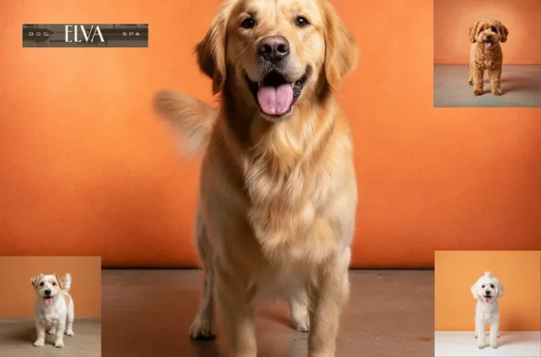 Bester Hundesalon Wien – Professionelle Pflege und exklusives Grooming für Ihren Hund