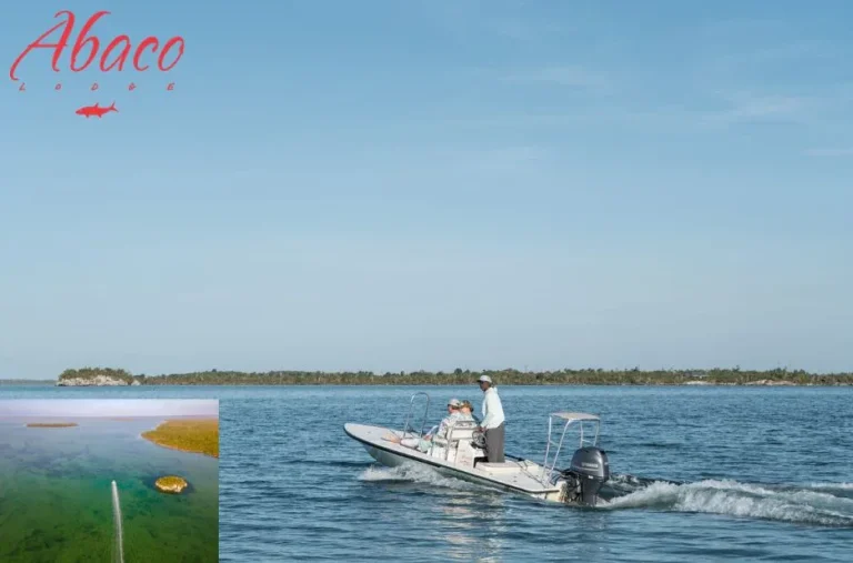 Ultimate Guide to Fishing in Abaco Bahama for Anglers and Enthusiasts Ultimate Guide to Fishing in Abaco Bahama for Anglers and Enthusiasts