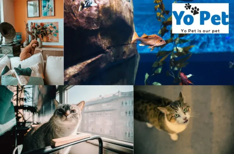 Buy Gnasher Dog Toy in UK – Quality Chew Toys for Happy Dogs at Yopet.co.uk