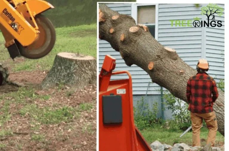 Reliable Tree Removal Service Lalor for Safe and Efficient Tree Care