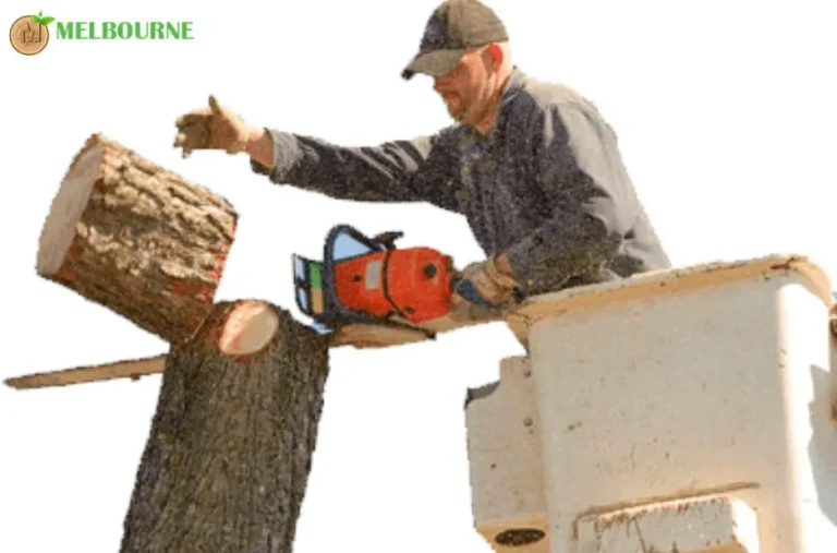 Expert Stump Removal Ringwood Services for Efficient and Affordable Solutions