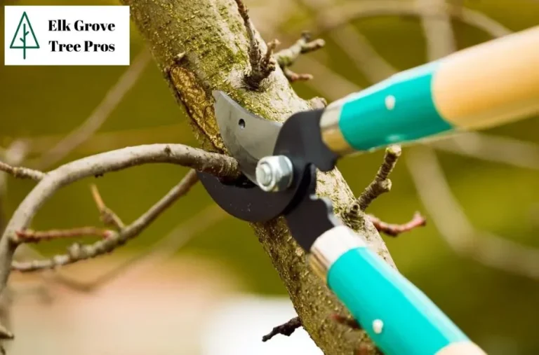 Top-Rated Tree Service Elk Grove CA for Expert Tree Care and Maintenance