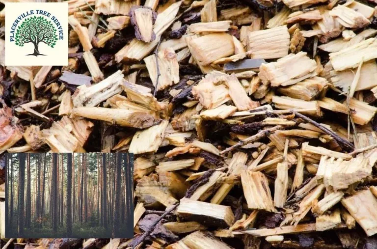 Professional Tree Trimming Placerville CA for Healthy and Beautiful Trees