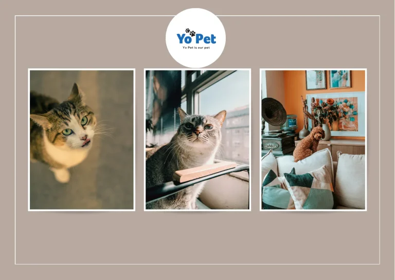 Fold Hill Gravy Bones – Delicious Treats to Reward Your Pets | Yopet.co.uk