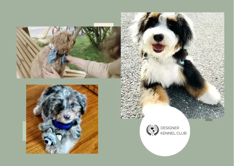 Trusted Dog Registry for Official Pet and Litter Registration | Designer Kennel Club