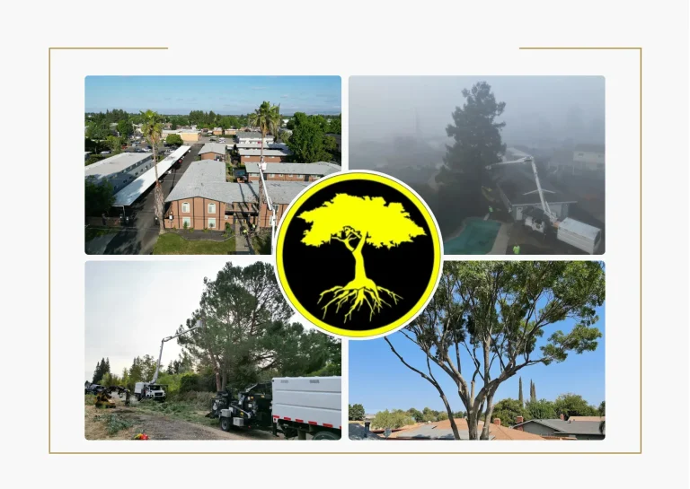Expert Commercial Residential Tree Service for Healthy, Beautiful Trees