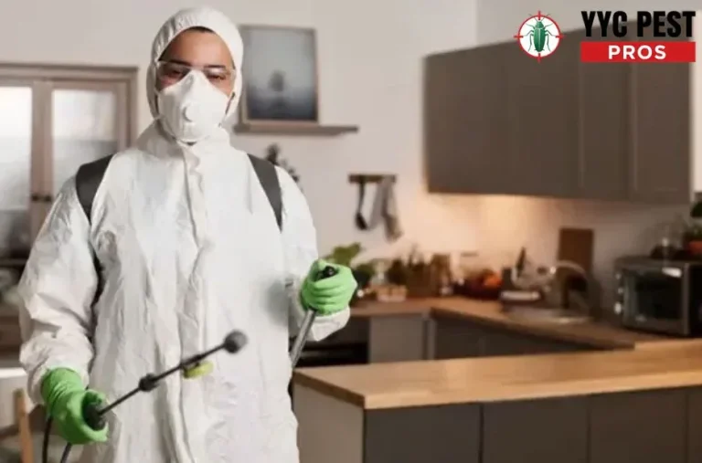 Effective Pest Control Calgary Services for Safe and Pest-Free Homes