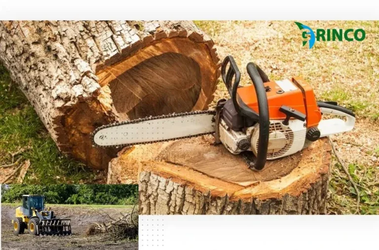 Expert Palm Tree Cutting Service for Safe and Efficient Tree Removal