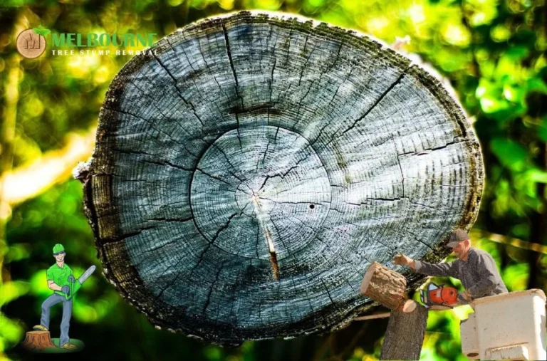 Professional Stump Grinding Caroline Springs Services for Safe and Efficient Tree Care