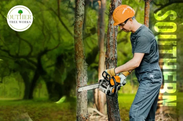 Expert Tree Care Contractor in USA for Professional Trimming and Safe Removals