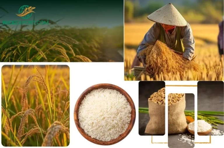 Top IR64 Rice Supplier Nigeria for Quality Bulk Export and Reliable Service