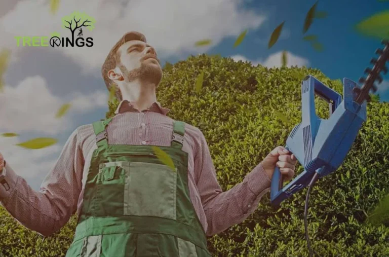 Professional Tree Removal Roxbough Park Services for Safe and Efficient Outdoor Solutions