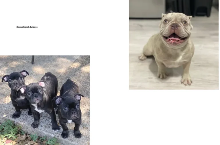 French Bulldog Adoption Guide: How to Find and Care for Your Perfect Rescue Companion