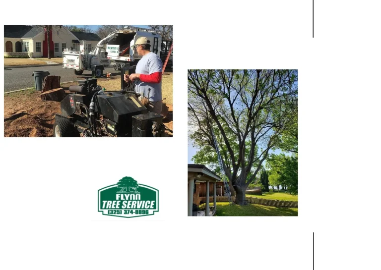 Efficient Stump Grinding Services for a Cleaner, Safer Landscape Finish