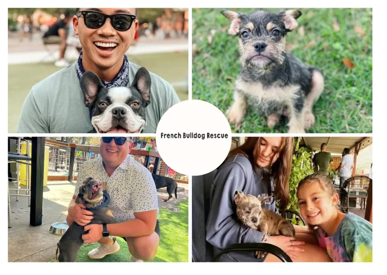 French Bulldog Adoption Guide for Finding Your Perfect Rescue Companion