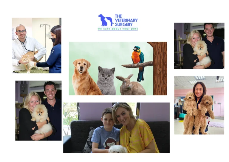 Affordable and Reliable Cheap Vet in Qatar for Quality Pet Care
