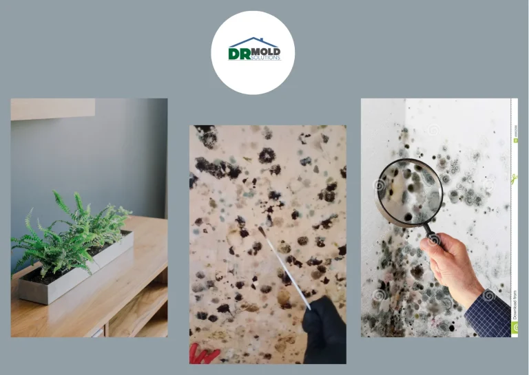 Effective Property Management Mold Inspection Clearwater Services for Safer Rental Properties
