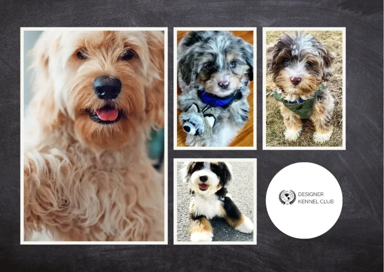 How to Obtain Official Papers on My Dog for Reliable Breed Certification How to Obtain Official Papers on My Dog for Reliable Breed Certification
