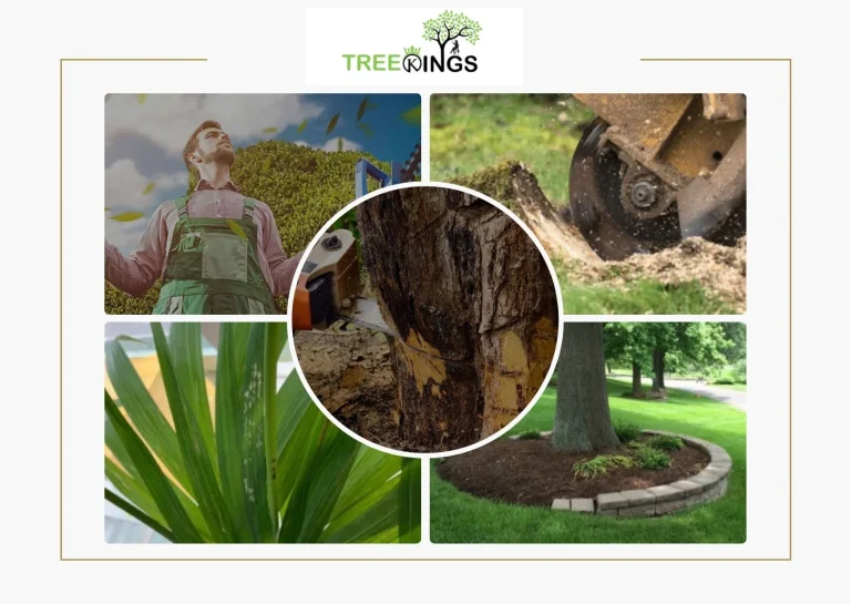 Professional Tree Removal Lalor Services for Safe and Efficient Property Care