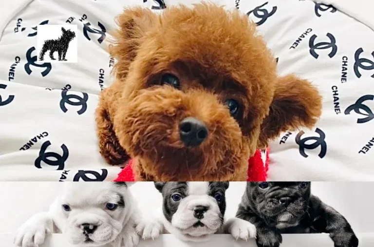 Find Trusted Floodle Puppies for Sale from Reputable Breeders Ensuring Quality and Care