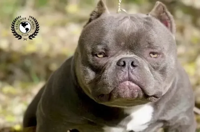 Unlocking American Bully Registration: Essential Steps and Insider Tips from Designer Kennel Club Unlocking American Bully Registration: Essential Steps and Insider Tips from Designer Kennel Club