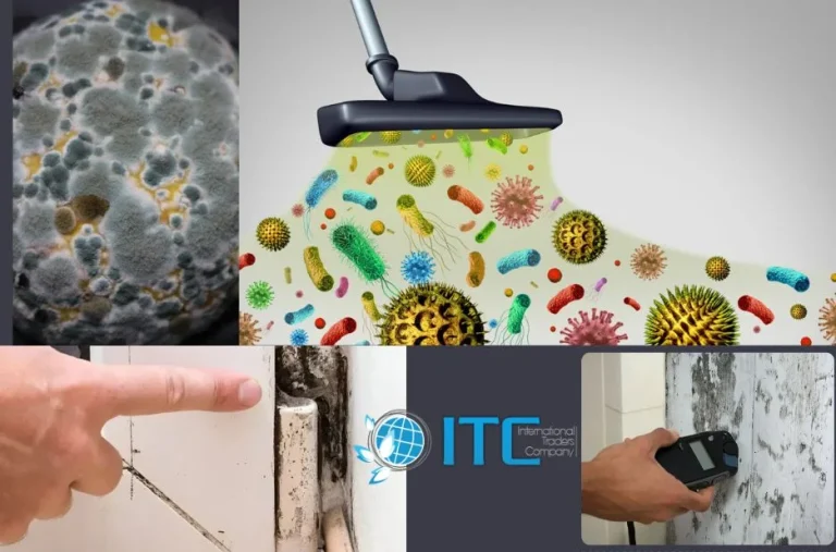 Comparing Certified Mould Inspection Services in Maleny: What Sets Top Providers Apart
