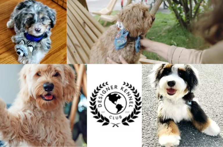 Designer Dog Breeder Guide: Choosing a Responsible Breeder for Your Family