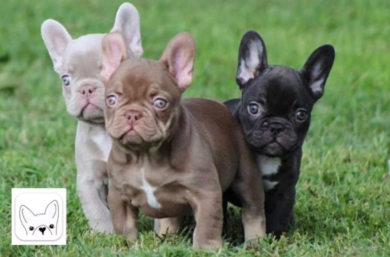 Finding the Right French Bulldog for Sale Near You: Tips from a Guest Post