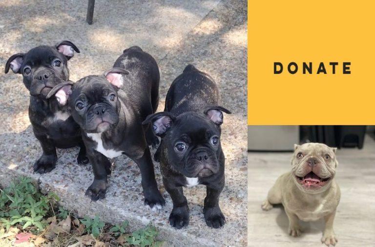 Find Frenchie Puppies Near Me: How RescueFrenchBulldogs Matches Local Families