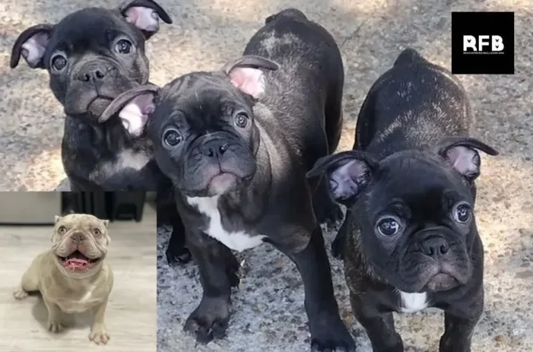 French Bulldog Rescue: What to Know Before Adopting a Rescue Dog