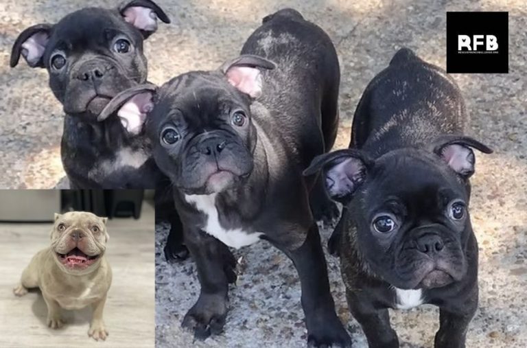 Expert Guidance for Finding a Trusted French Bulldog Rescue