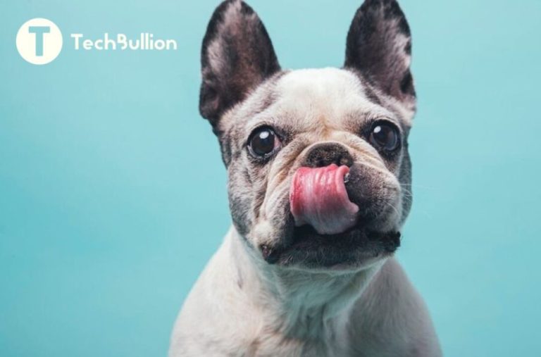 How Technology Can Strengthen Rescue French Bulldogs Through Better Trust and Care