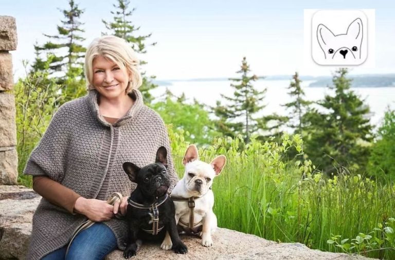 Checklist Guide to Getting Papers for a Dog Without Papers (Guest Post) Checklist Guide to Getting Papers for a Dog Without Papers (Guest Post)